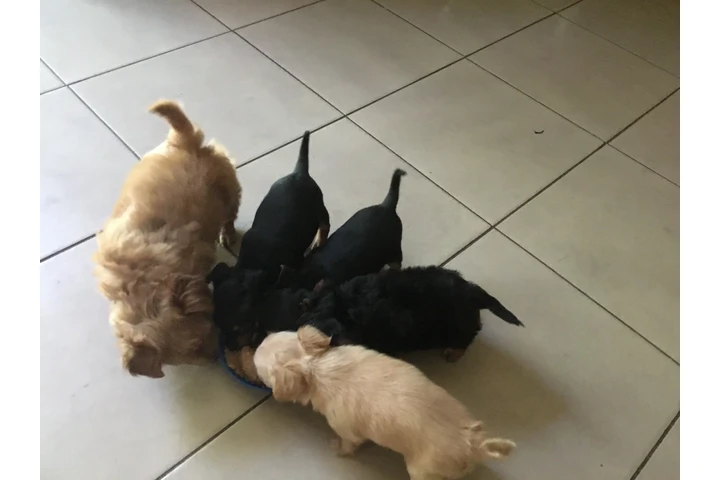 $350 : Perros Chihuahuas image 5