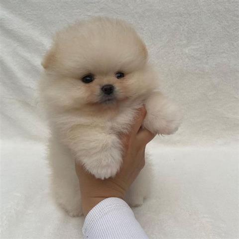 $500 : Teacup Pomeranian puppies 🐶 image 6