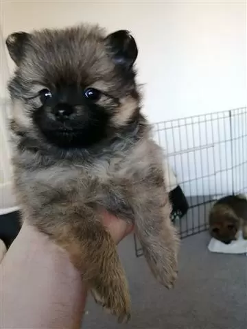 Pomeranian Puppies for Adoptio image 1