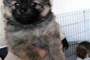 Pomeranian Puppies for Adoptio en North Dakota