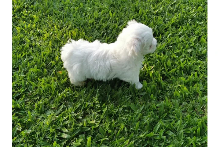 $350 : Cachorros shihtzu maltes image 3