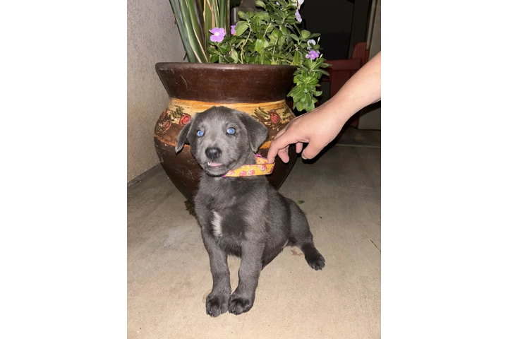 $150 : Lab mix puppies image 1