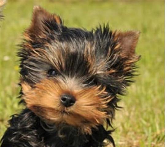 $350 : Cachorro de Yorkies a la venta image 1