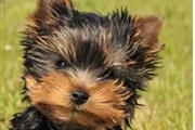 Cachorro de Yorkies a la venta en Los Angeles