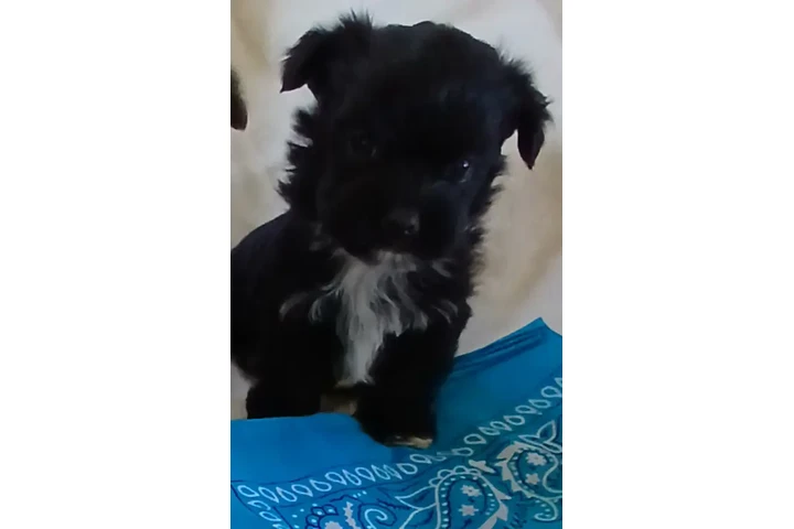 $550 : Shihtzu  mix yorkie image 2