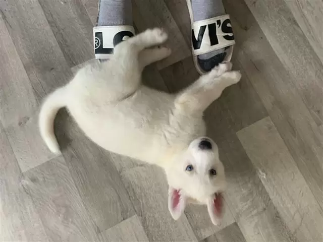 $400 : HUSKY PUPS AVAILBLE image 4