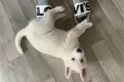 $400 : HUSKY PUPS AVAILBLE thumbnail