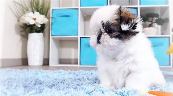 $350 : SHIHTZU image 2