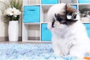 $350 : SHIHTZU thumbnail