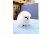 $200 : Pomeranian puppy thumbnail