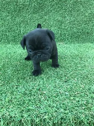 $600 : PUG PUPPIES FOR REHOMING image 3