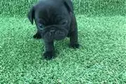 $600 : PUG PUPPIES FOR REHOMING thumbnail