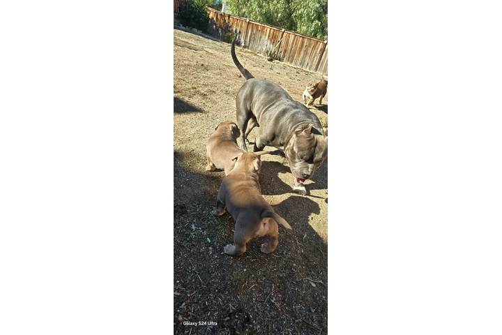 $2000 : Exotic American bullys image 9