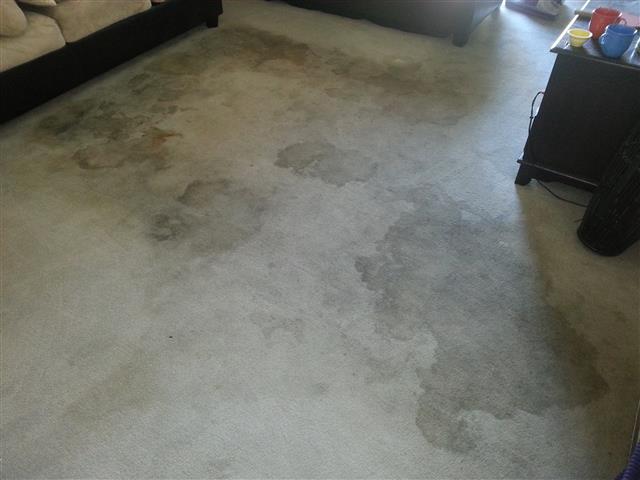 CARPET STEAM CLEANING image 2