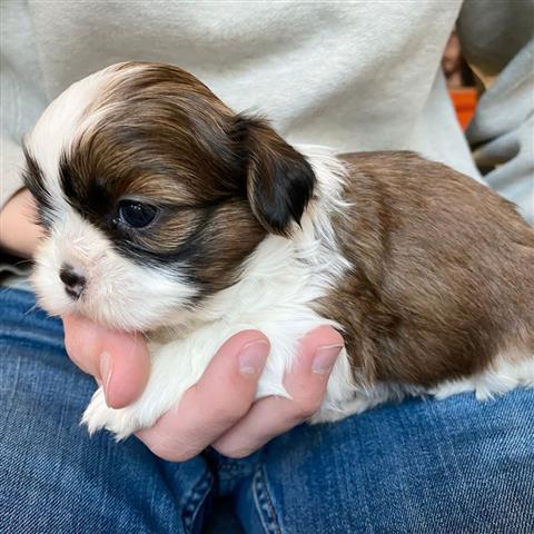 $350 : Shihtzu image 2