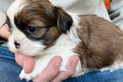 $350 : Shihtzu thumbnail