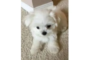 $2000 : Maltesse puppies thumbnail