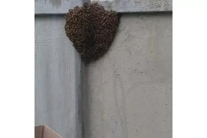 SUPERIOR BEE CONTROL image 4