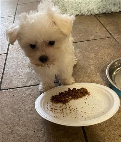 MINI TEACUP MALTESE image 1