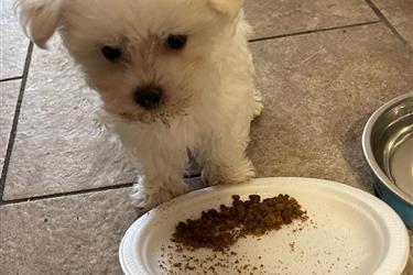 MINI TEACUP MALTESE en Los Angeles