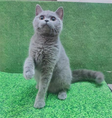 $300 : British Shorthair kitten image 3