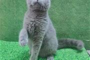 $300 : British Shorthair kitten thumbnail