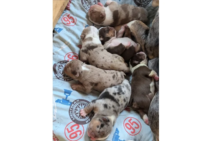 $350 : Cachorros Bulldog Inglés image 1