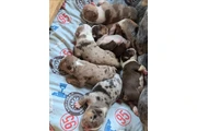 Cachorros Bulldog Inglés en Los Angeles