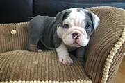 Cachorros Bulldog Inglés en Laredo