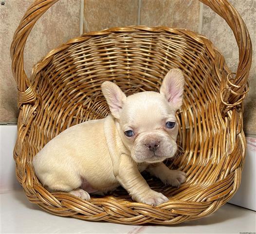 $540 : French bulldog puppies image 2