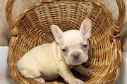 $540 : French bulldog puppies thumbnail