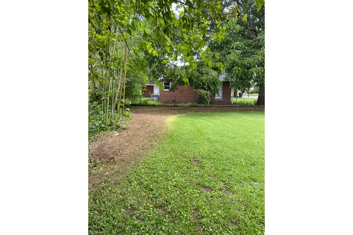 Professional Tree services image 2