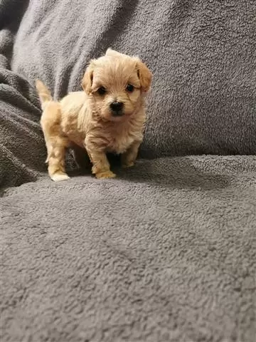 $550 : Ready To Settle Maltese Puppie image 3