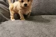 $550 : Ready To Settle Maltese Puppie thumbnail