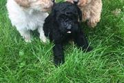 $500 : Adorable Poodle puppies 4 sale thumbnail