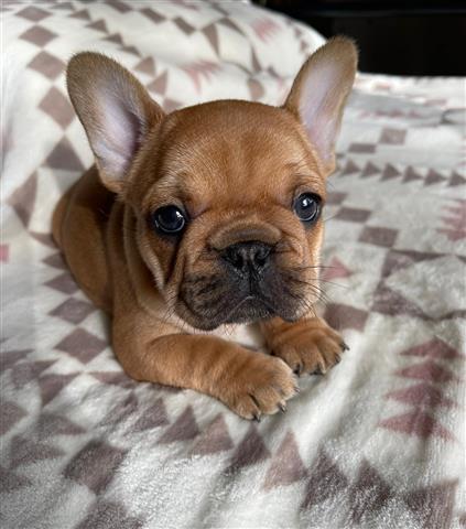 $400 : French bulldog puppy for sale image 3
