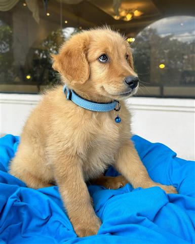 $350 : Cachorrito Golden Retriever image 1