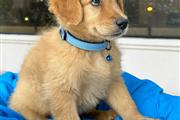 $350 : Cachorrito Golden Retriever thumbnail