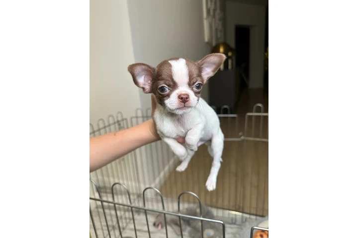 $250 : Teacup Chihuahua puppies image 6