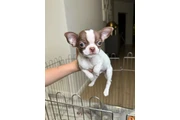 $250 : Teacup Chihuahua puppies thumbnail