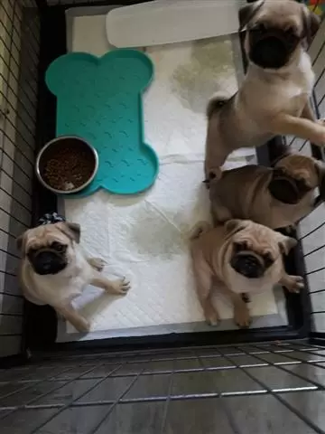 $600 : male and female Pug Puppies image 1
