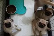 male and female Pug Puppies