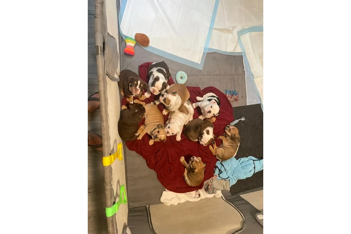 $550 : cachorros de bulldog inglés image 2