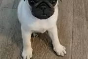 $500 : Puppys Pug thumbnail