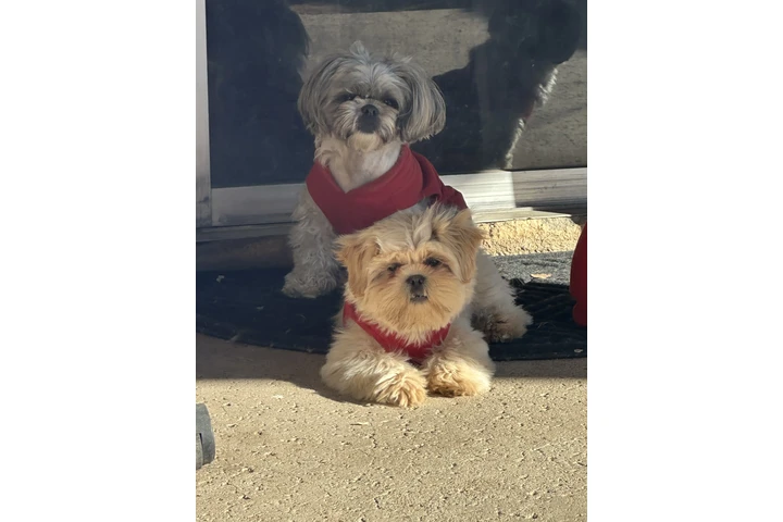 $600 : Shihtzu image 2