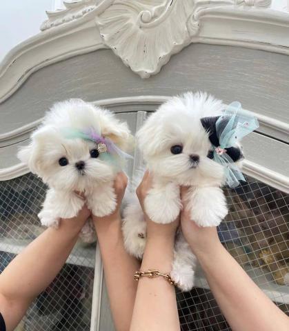 $200 : Free Maltese Puppies Ready image 1