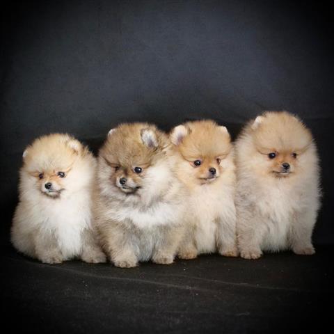 $500 : beautiful pomeranian puppies image 4