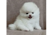 $350 : cachorros pomerania thumbnail