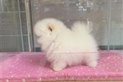 $500 : cachorros Pomeranian thumbnail