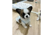 $350 : cachorros chihuahua thumbnail